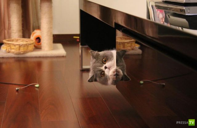 ��� �������� �������� (35 ����)