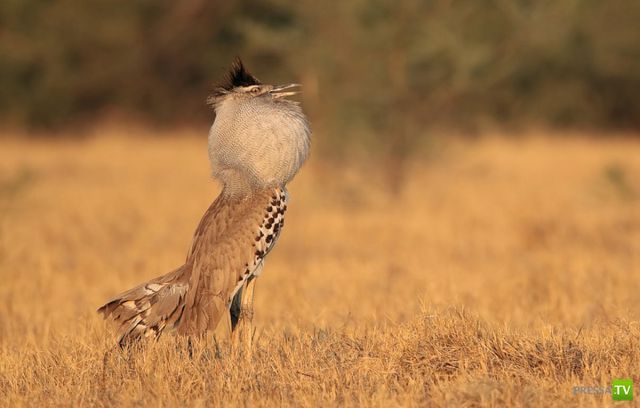 ��� �������� �������� (35 ����)