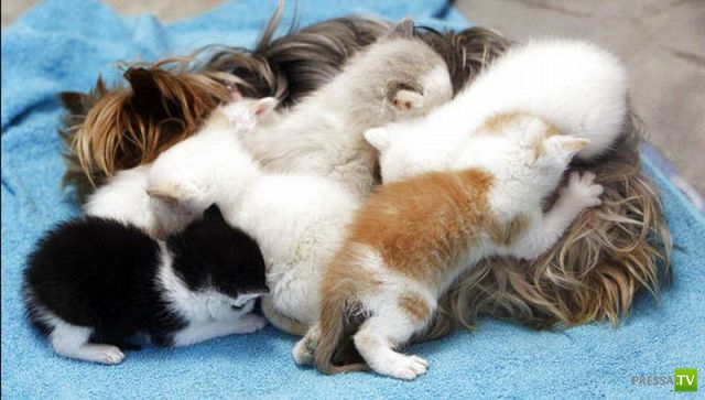 ��� �������� �������� (35 ����)