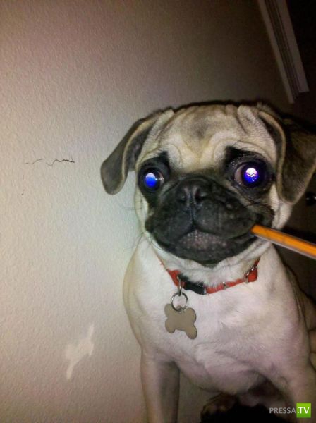 ��� �������� �������� (35 ����)