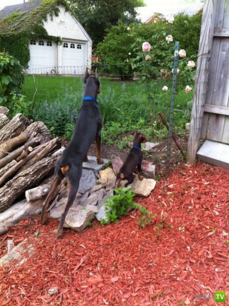 ��� �������� �������� (35 ����)