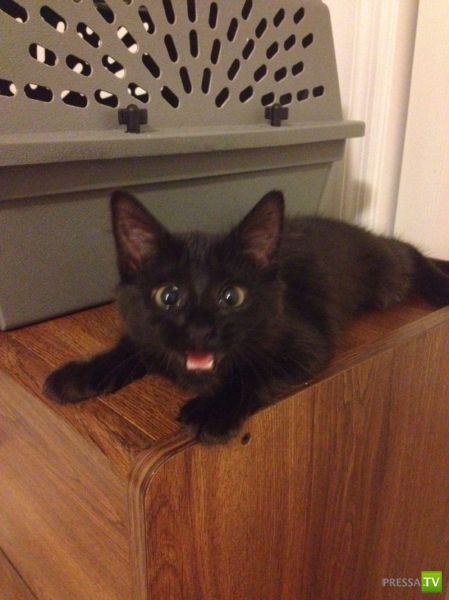 ��� �������� �������� (35 ����)