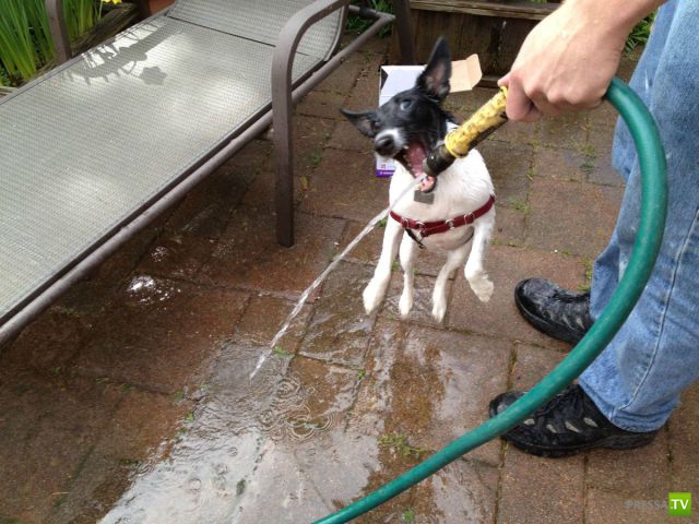 ��� �������� �������� (35 ����)