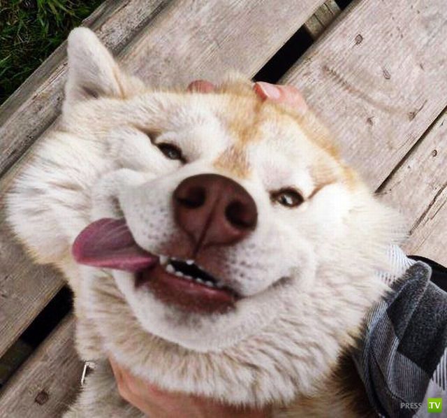 ��� �������� �������� (35 ����)