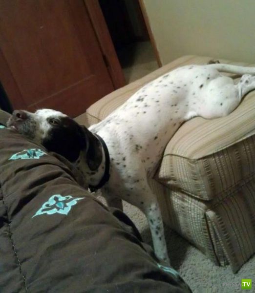 ��� �������� �������� (35 ����)