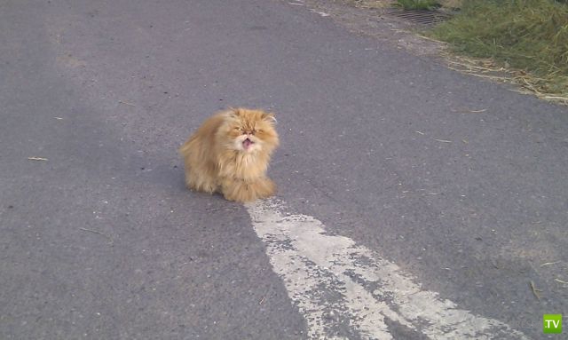 ��� �������� �������� (35 ����)