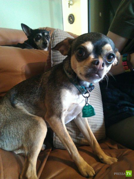 ��� �������� �������� (35 ����)