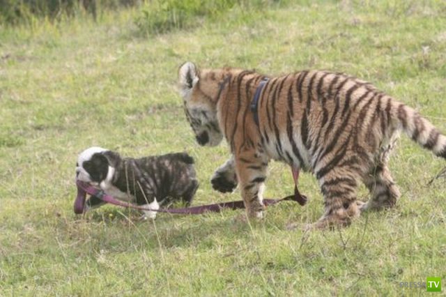 ��� �������� �������� (35 ����)