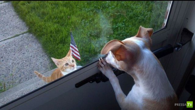 ��� �������� �������� (40 ����)