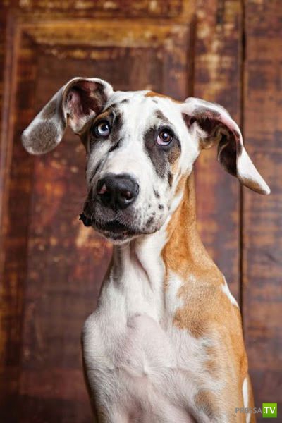 ��� �������� �������� (40 ����)