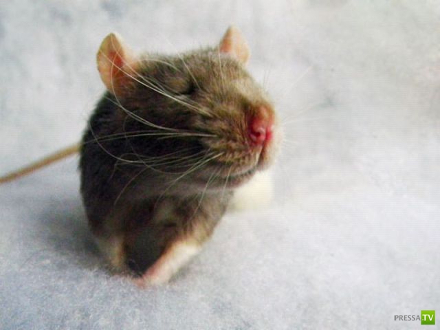 ��� �������� �������� (40 ����)