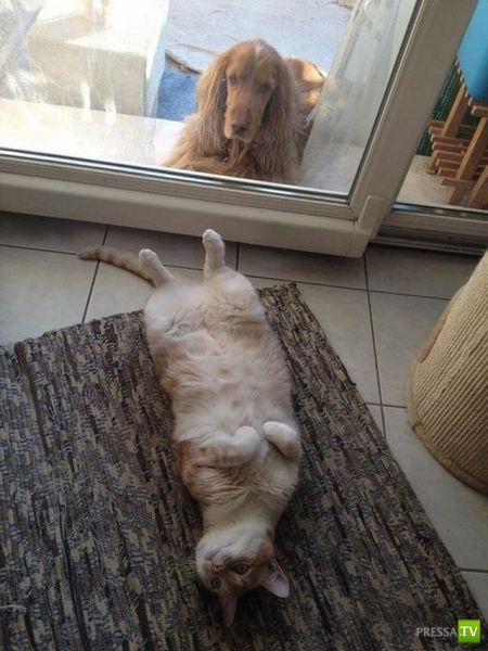 ��� �������� �������� (40 ����)