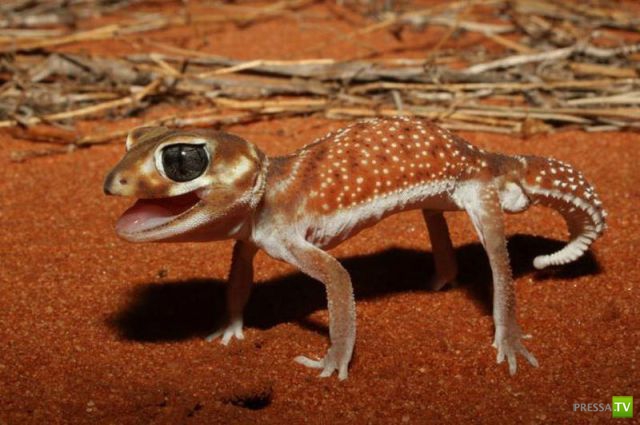 ��� �������� �������� (40 ����)