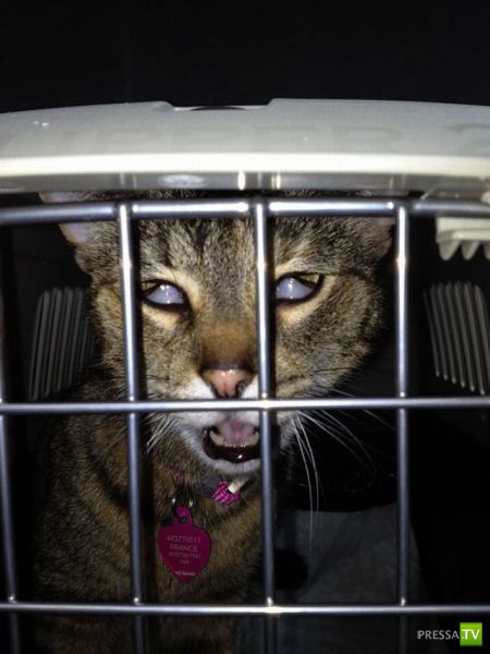 ��� �������� �������� (40 ����)