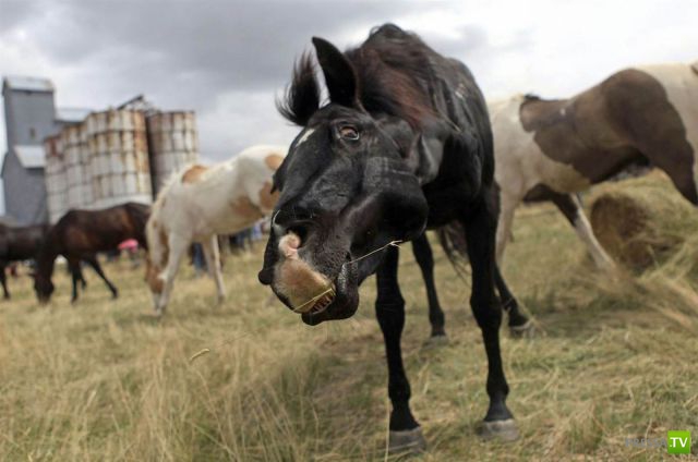 ��� �������� �������� (40 ����)