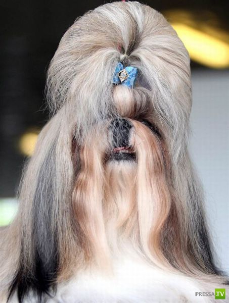 ��� �������� �������� (40 ����)