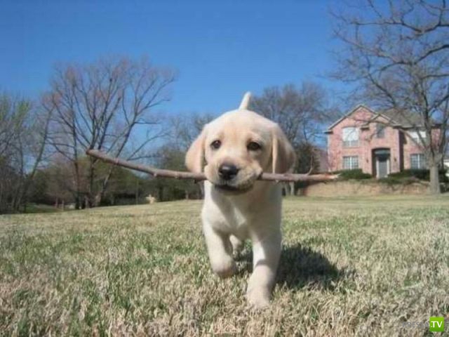 ��� �������� �������� (40 ����)