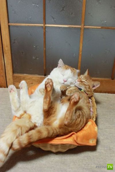 ��� �������� �������� (40 ����)