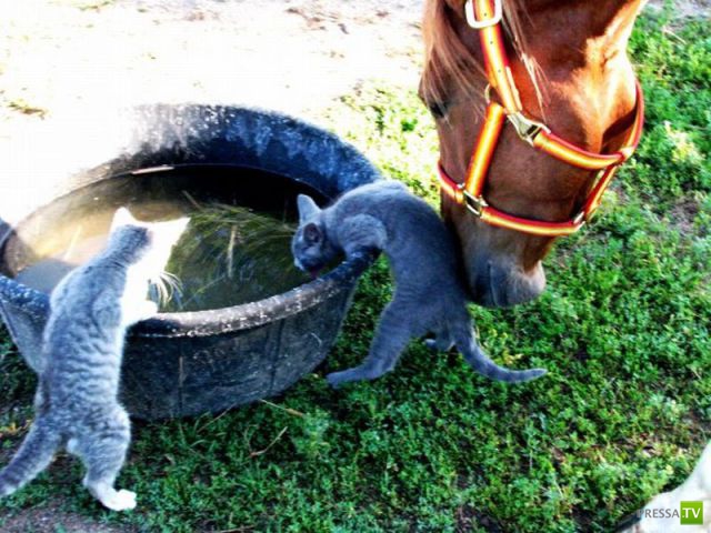 ��� �������� �������� (40 ����)