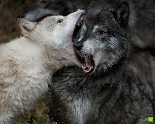 ��� �������� �������� (40 ����)