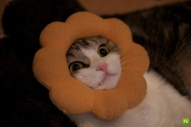 ��� �������� �������� (40 ����)