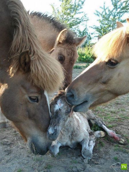 ��� �������� �������� (40 ����)