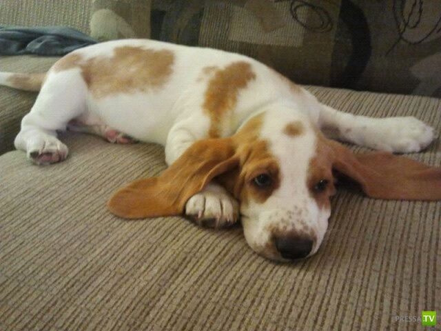 ��� �������� �������� (40 ����)