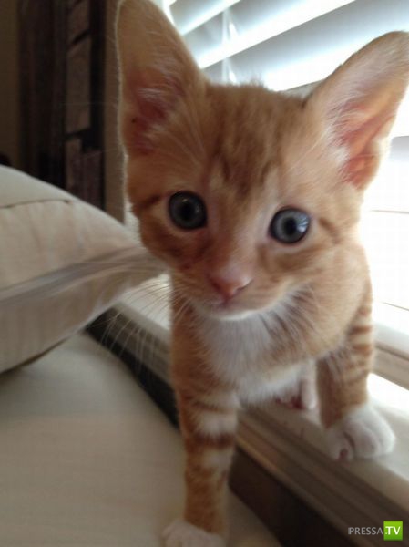 ��� �������� �������� (40 ����)