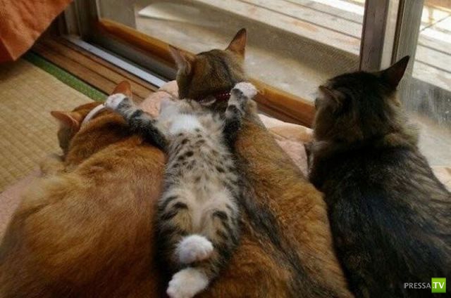 ��� �������� �������� (40 ����)