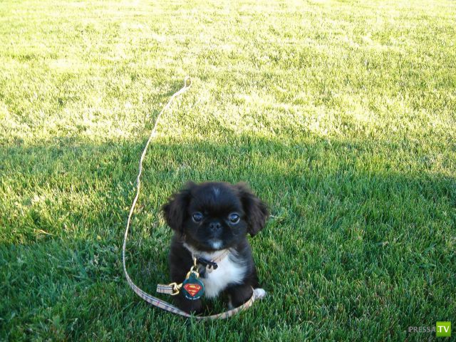 ��� �������� �������� (40 ����)