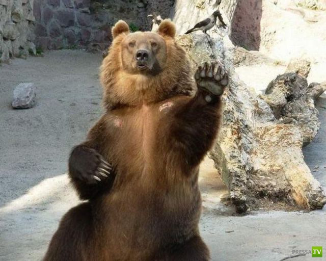 ��� �������� �������� (40 ����)