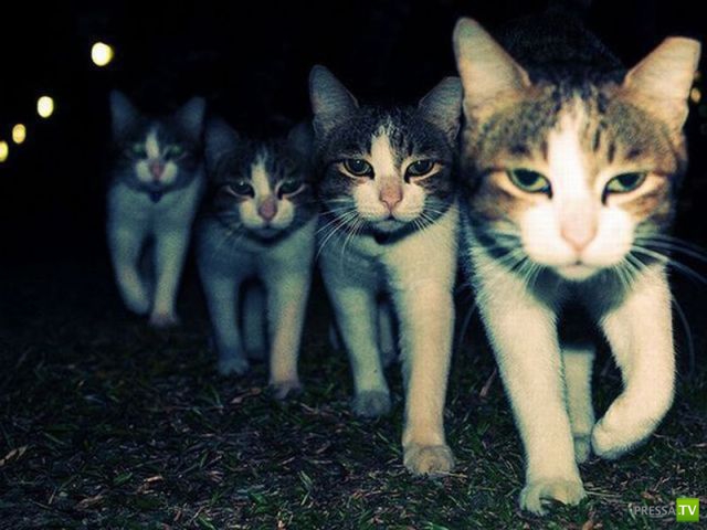 ��� �������� �������� (40 ����)