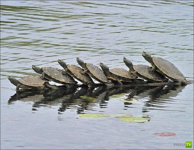 ��� �������� �������� (40 ����)