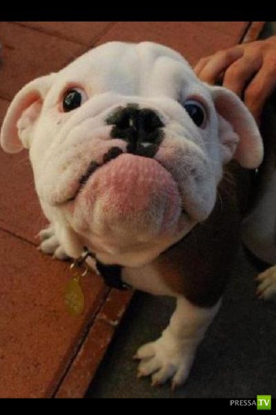 ��� �������� �������� (40 ����)