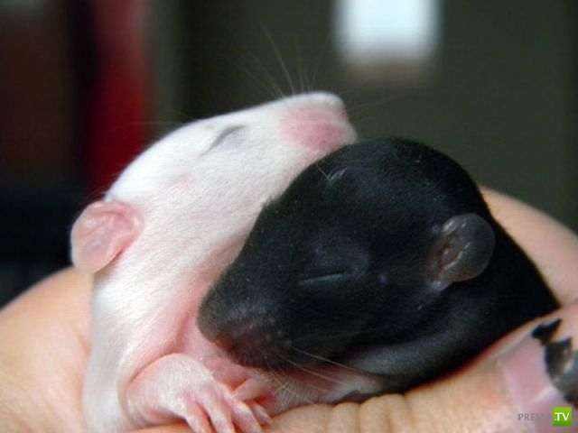 ��� �������� �������� (40 ����)