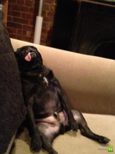 ��� �������� �������� (40 ����)