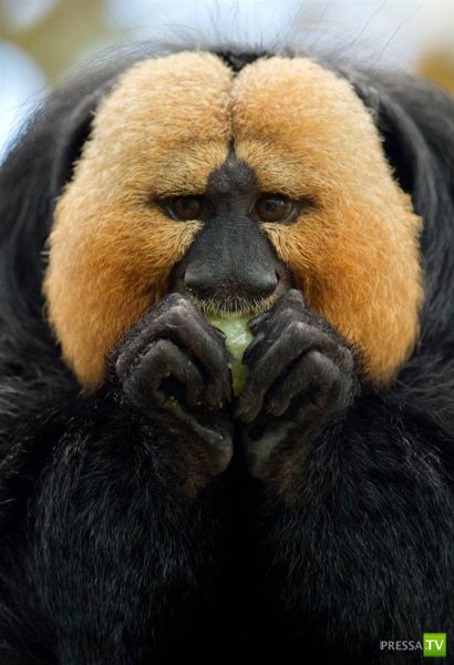 ��� �������� �������� (40 ����)