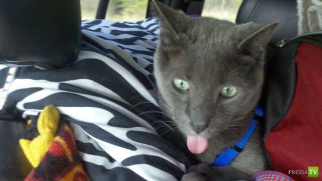 ��� �������� �������� (40 ����)