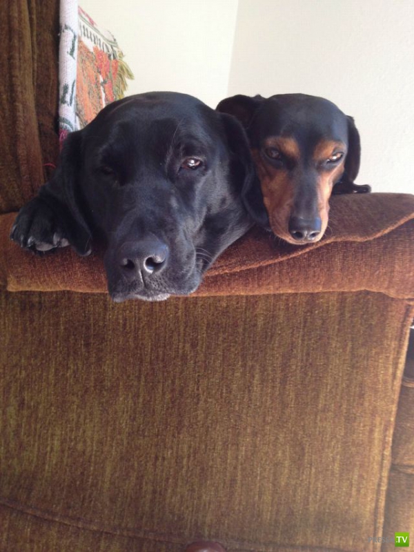 ��� �������� �������� (40 ����)