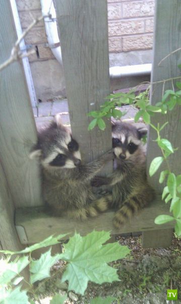 ��� �������� �������� (40 ����)