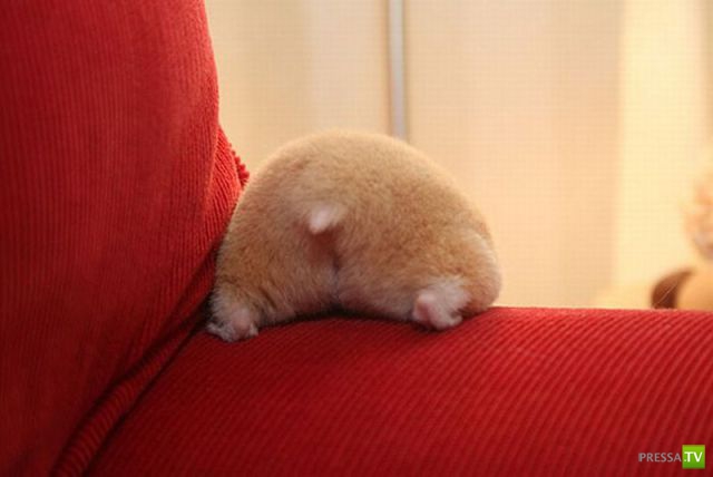 ��� �������� �������� (40 ����)