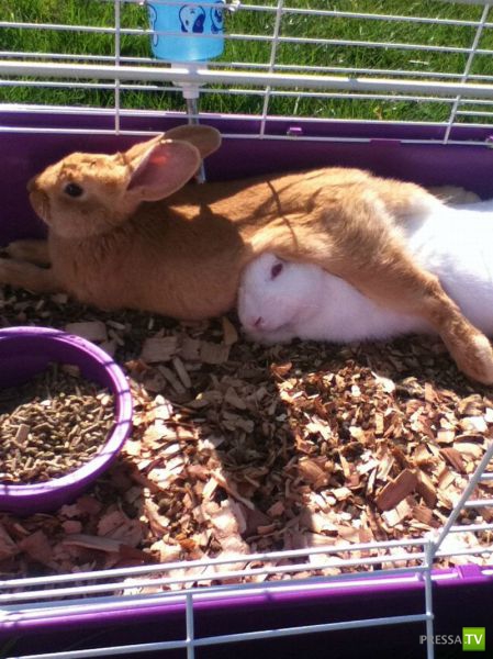 ��� �������� �������� (40 ����)