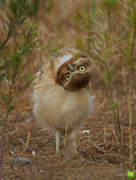 ��� �������� �������� (40 ����)