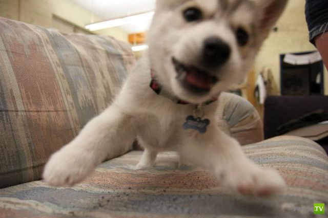 ��� �������� �������� (40 ����)