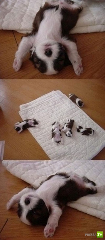 ��� �������� �������� (40 ����)