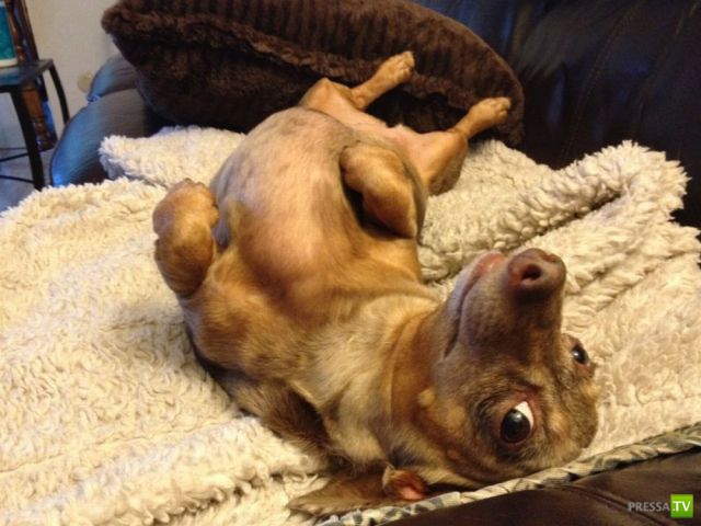 ��� �������� �������� (40 ����)