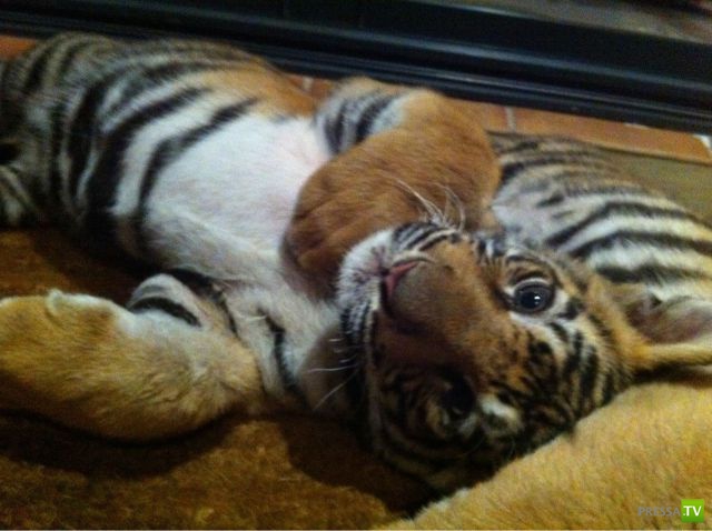 ��� �������� �������� (40 ����)