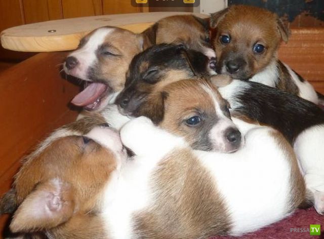 ��� �������� �������� (40 ����)