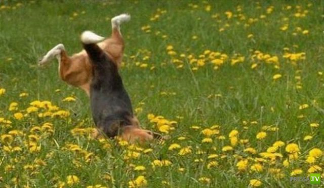 ��� �������� �������� (40 ����)