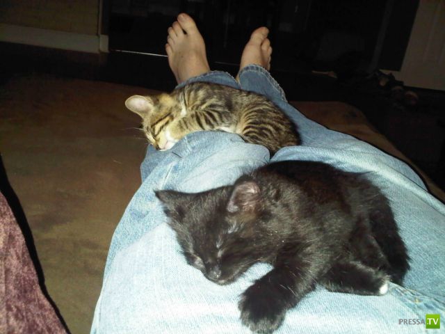 ��� �������� �������� (40 ����)